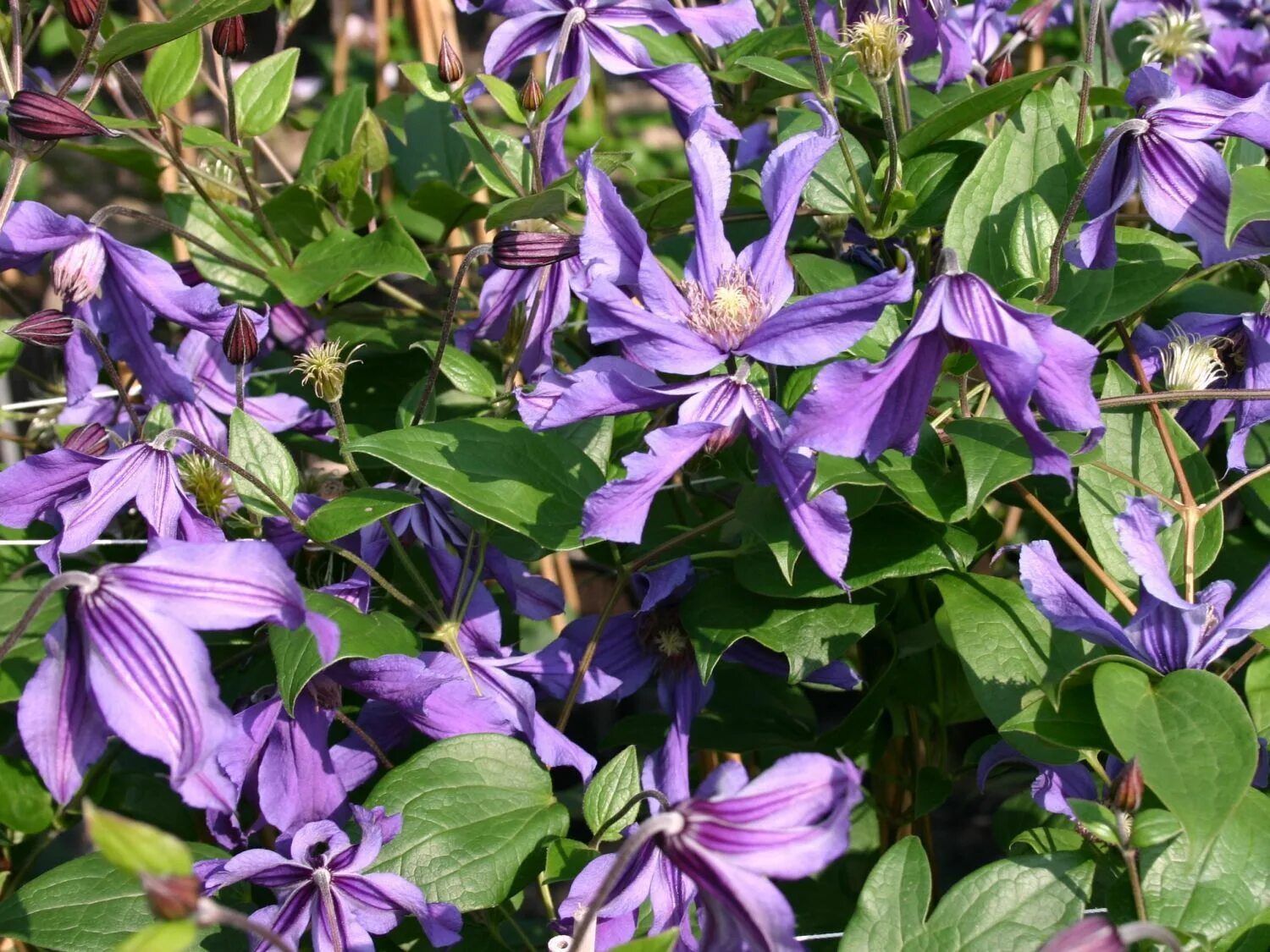 Клематис кустовой фото сорта Клематис цельнолистный Сизая Птица (Clematis integrifolia Sizaia Ptitsa) 6л, цен