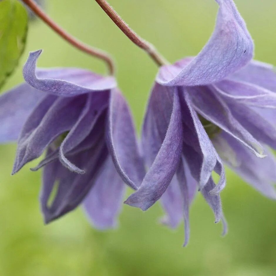 Клематис лагуна фото Macropetala Blue 2.5" Pot - Clematis vine plant #ClematisFlowers #ClematisBulb #