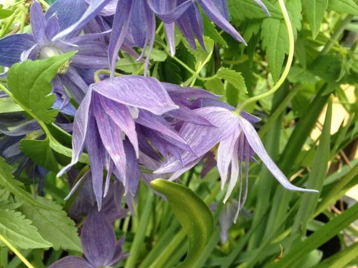 Клематис лагуна фото macropetala Lagoon Clematis, White flower farm, Plant care