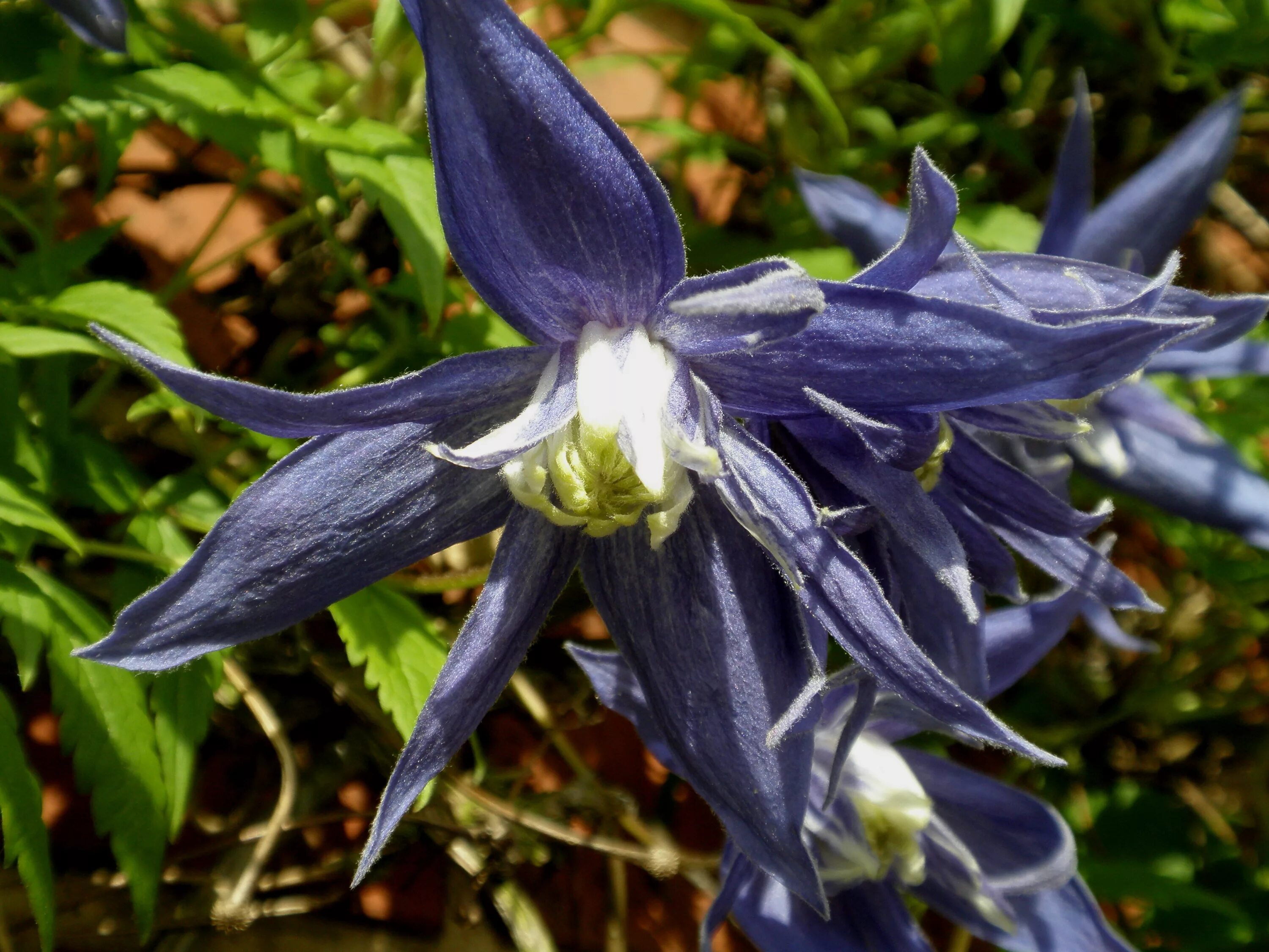 Клематис лагуна фото и описание сорта File:Clematis macropetala 'Lagoon'.jpg - Wikipedia