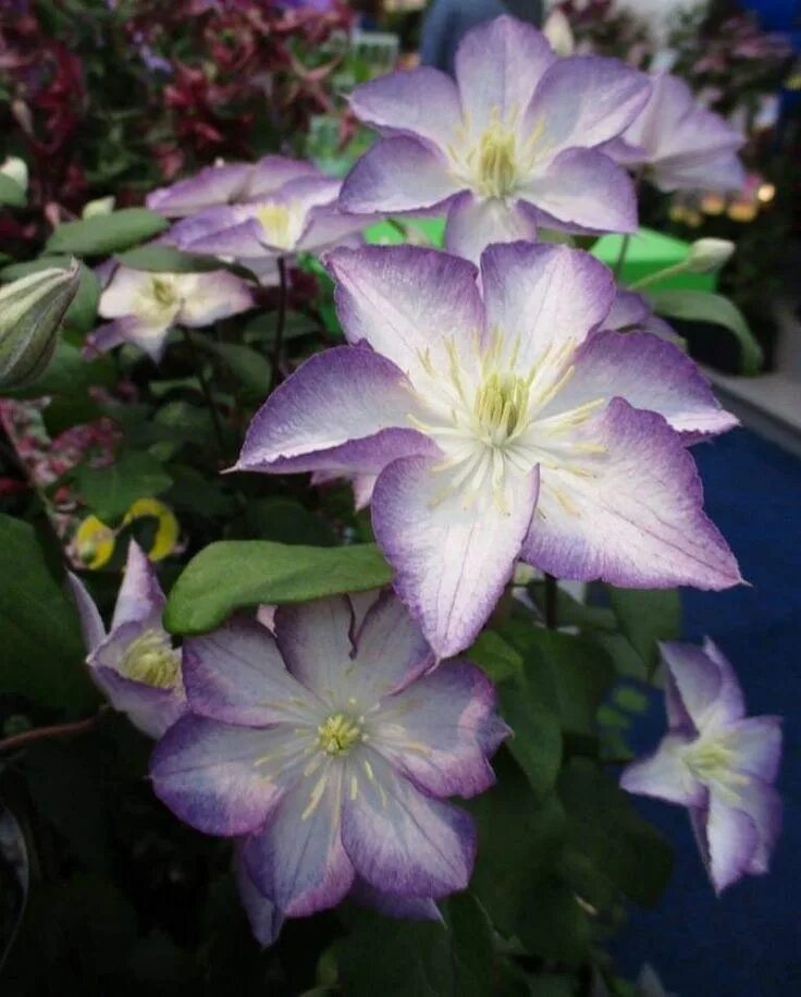 Клематис лаки чарм фото Clematis 'Lucky Charm' Fleurs, Plante