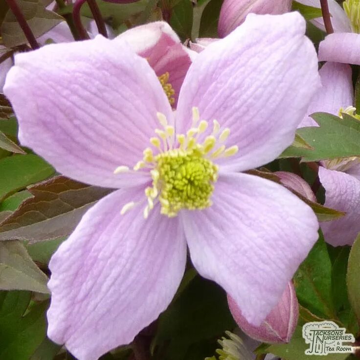 Клематис лаки чарм фото Clematis 'Elizabeth' Clematis, Pink garden, Clematis montana