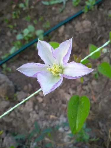 Клематис лаки чарм фото Клематис Лаки Чарм (Clematis Lucky Charm) купить в Москве по низкой цене из пито