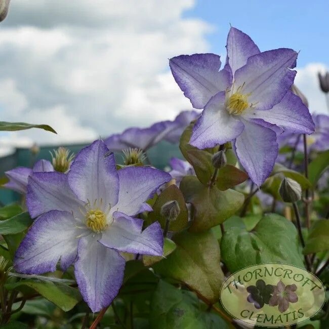 Клематис лаки шарм фото LUCKY CHARM 'Zo09067' Clematis, Outdoor plants, Plants