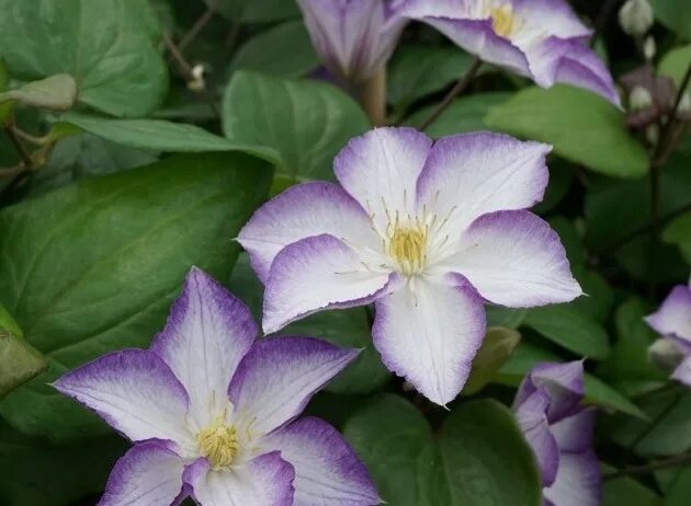 Клематис лаки шарм фото Clematis_LUCKY CHARM