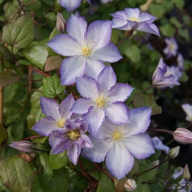 Клематис лаки шарм фото Clématite - Clematis Lucky Charm Clematite, Grandes fleurs, Parterre de fleurs