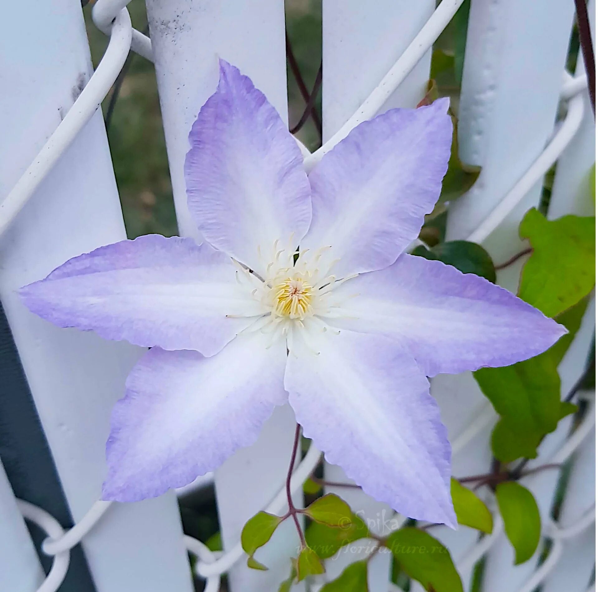 Клематис лаки шарм фото Садовые растения - Clematis Jackmanii Lucky Charm - Spikальбом