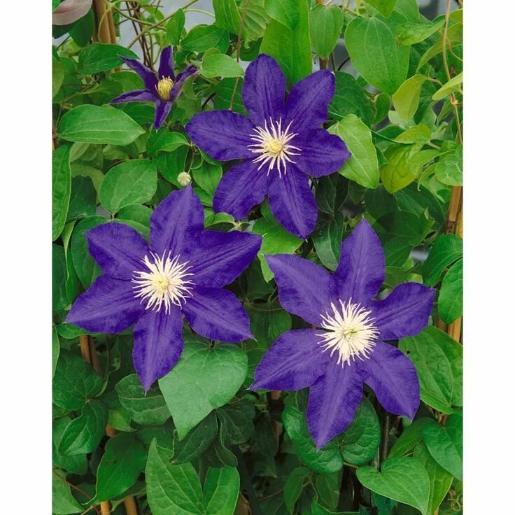 Клематис леди балфор фото и описание Clematis Lasurstern - - Dobbies Garden Centres Clematis, Flower trellis, Buy gar