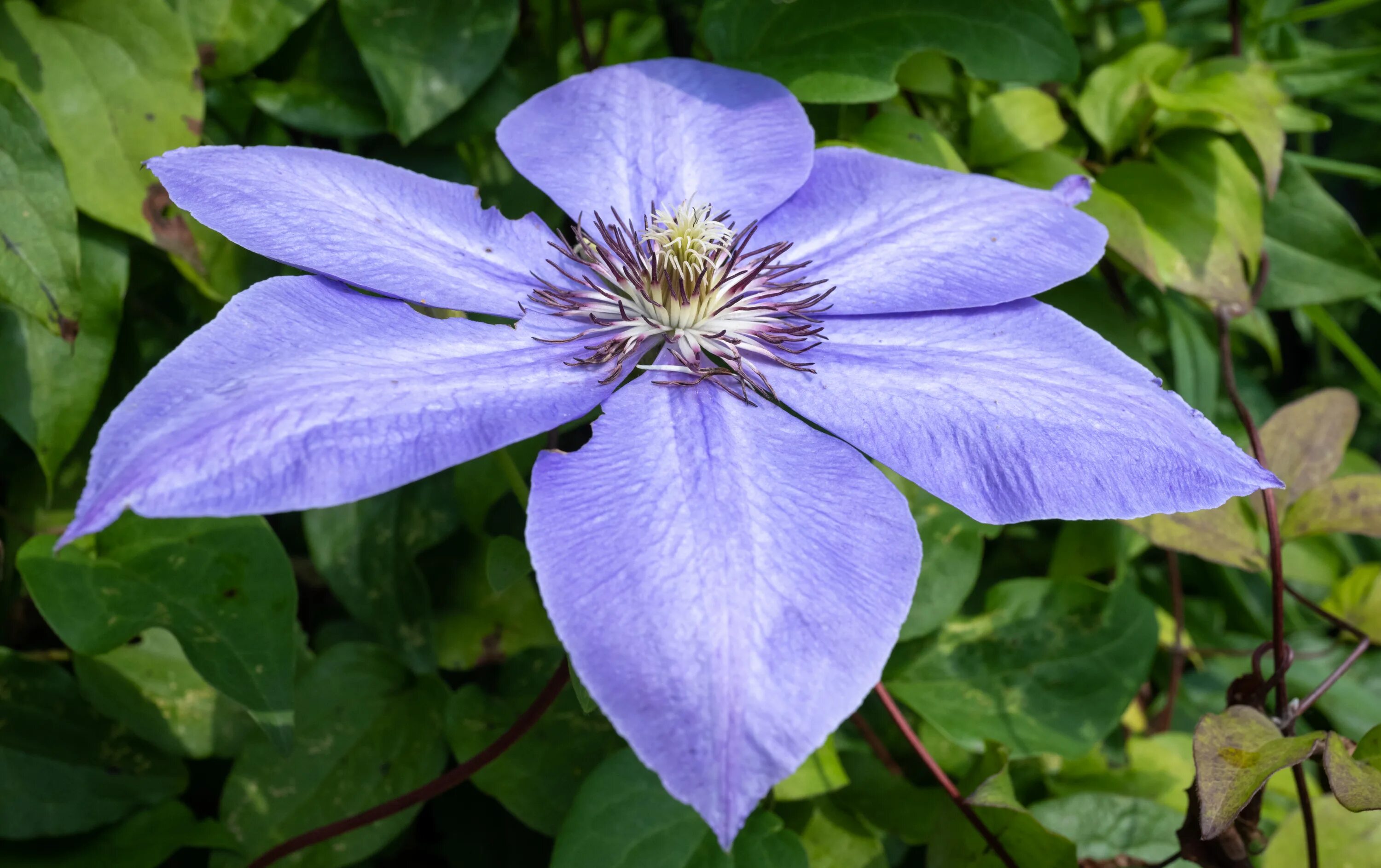 Клематис леди балфор фото и описание File:Clematis x hybrida auct, Lady Betty Balfour, Clematite a grandes fleurs, Pl
