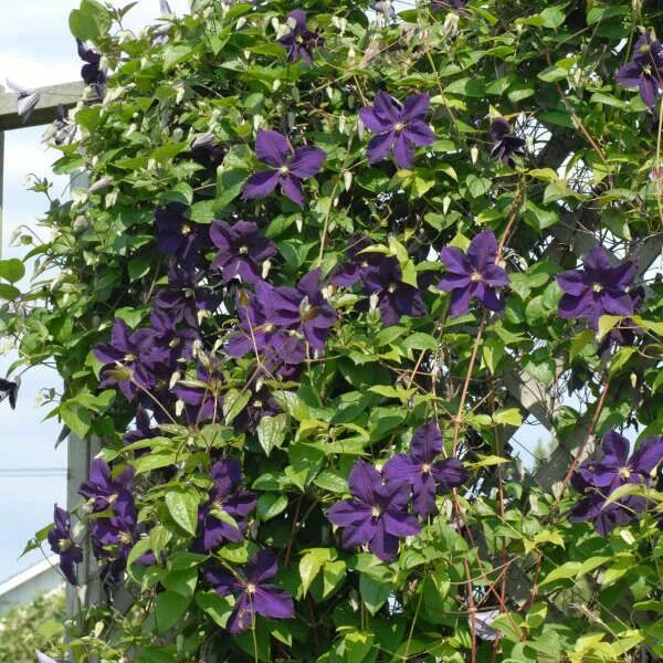 Клематис леди балфор фото и описание Clematis 'Lady Betty Balfour' Perennial Resource Clematis, Late summer flowers, 