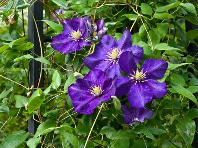 Клематис леди балфор фото и описание Clematis 'Lady Betty Balfour', Late Large-Flowered Clematis 'Lady Betty Balfour'