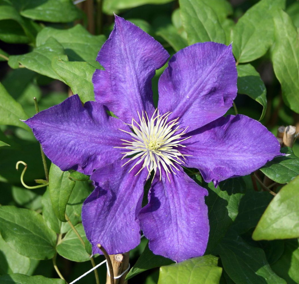 Клематис леди балфор фото и описание Lady Betty Balfour Clematis Vine - Potted - Magestic - 2.5" Pot - Walmart.com Cl
