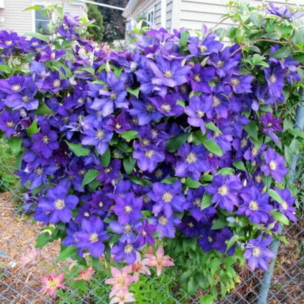 Клематис леди балфор фото и описание Клематис Леди Бетти Балфор (Clematis Lady Betty Balfour) купить в Москве по низк