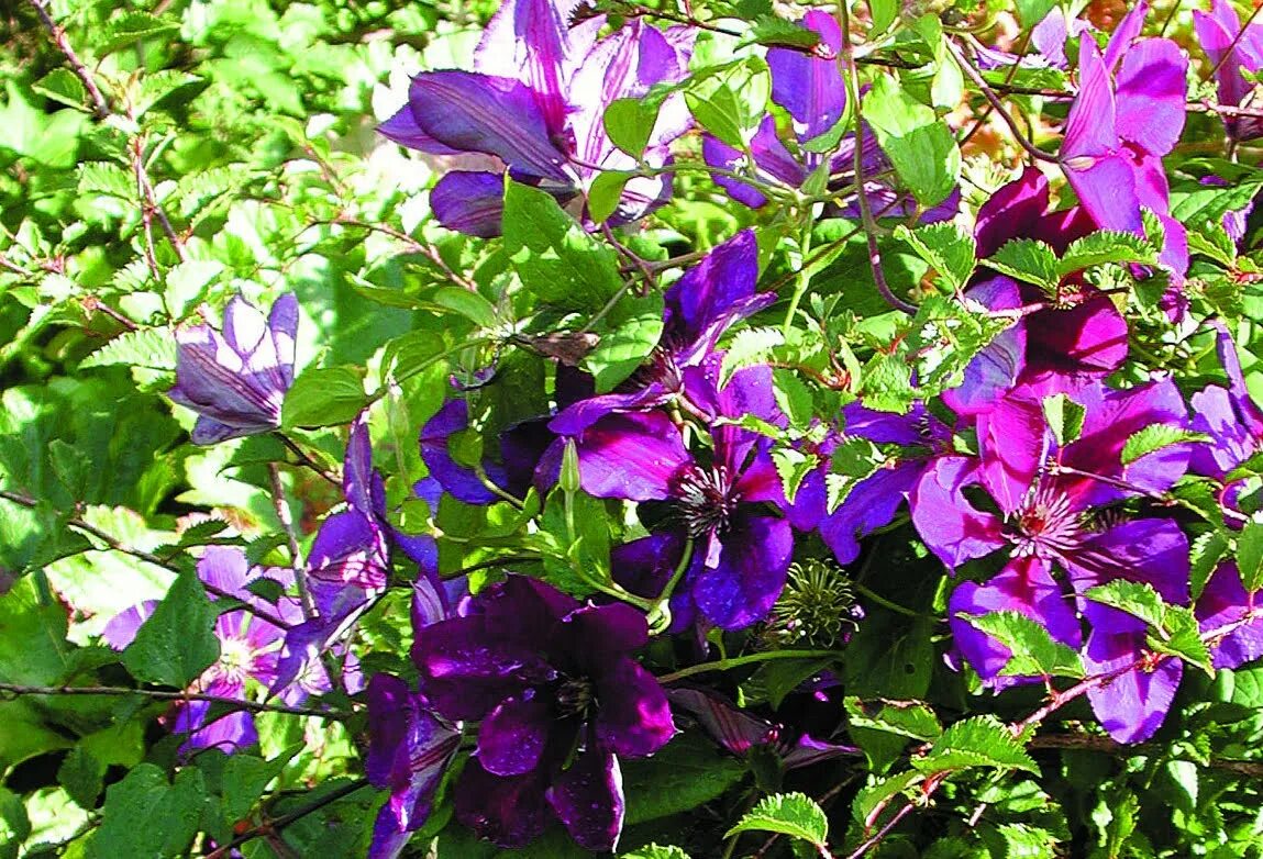 Клематис леди балфор фото и описание Storblommig klematis Clematis 'Lady Betty Balfour' Sveriges Trädgårdsmästare