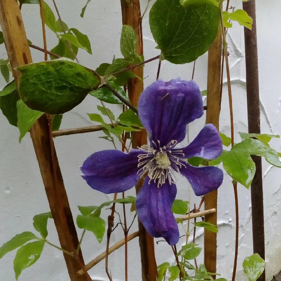 Клематис леди балфор фото и описание Clematis 'Arabella' (Integrifolia Group), Clematis 'Arabella' - uploaded by @pau