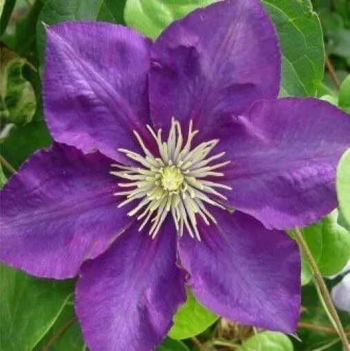 Клематис леди балфор фото и описание Clematis 'Lady Betty Balfour' Clematis, Clematis trellis, Climbing roses