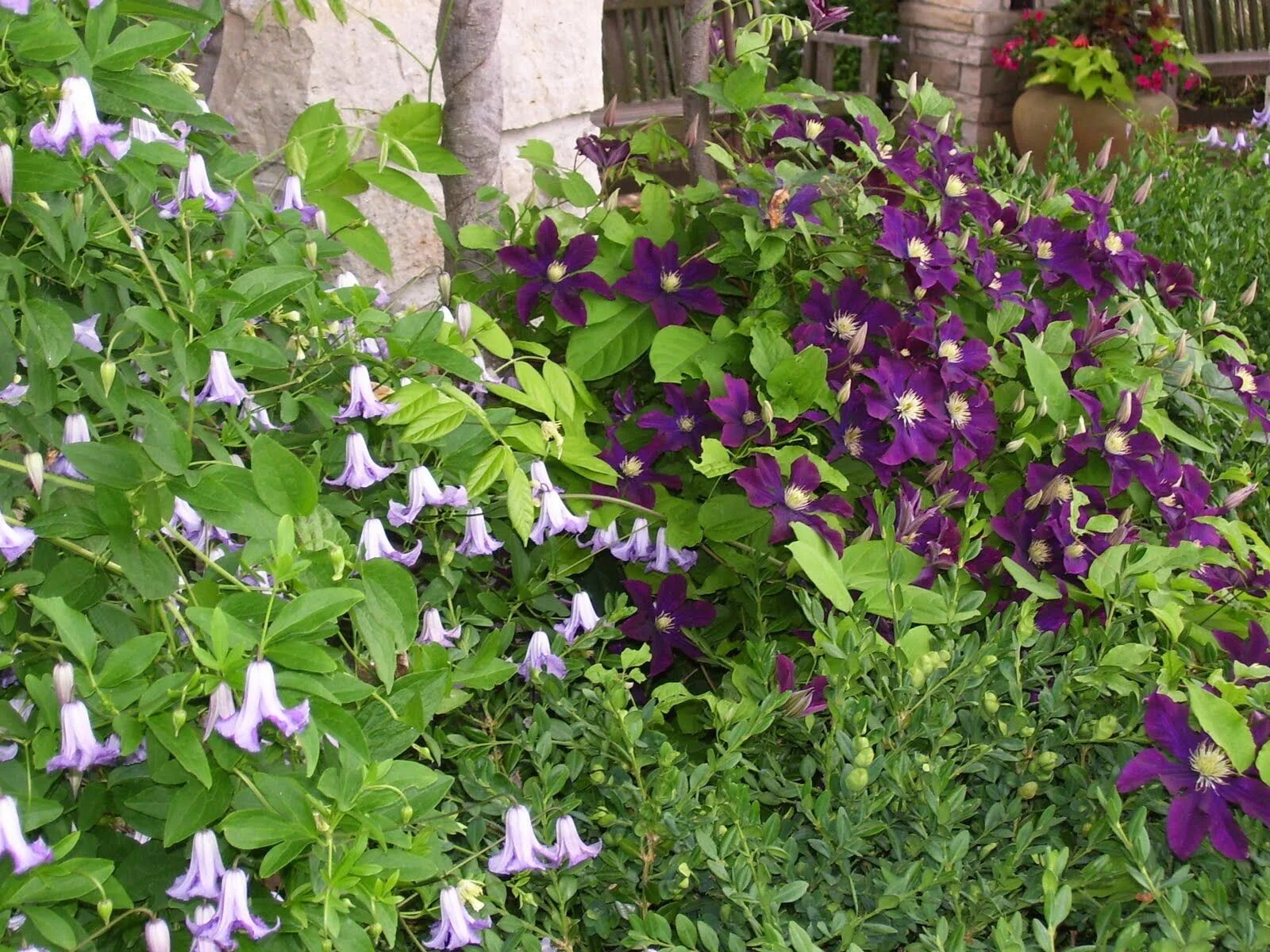 Клематис леди бетти балфор фото Clematis from the Olbrich Botanical Gardens Botanical gardens, Clematis, Botanic