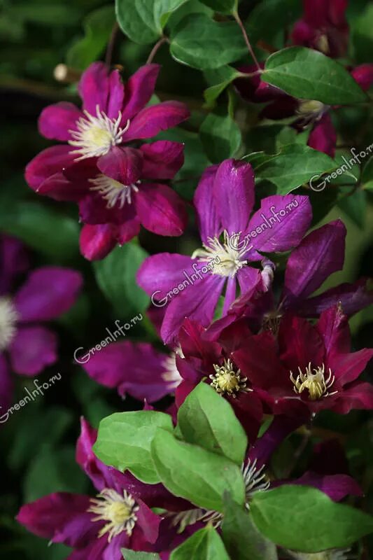 Клематис лех качиньский фото и описание Клематис Clematis Lech Kaczynski: Королевский Выбор Эко-фокус Фотогалерея природ