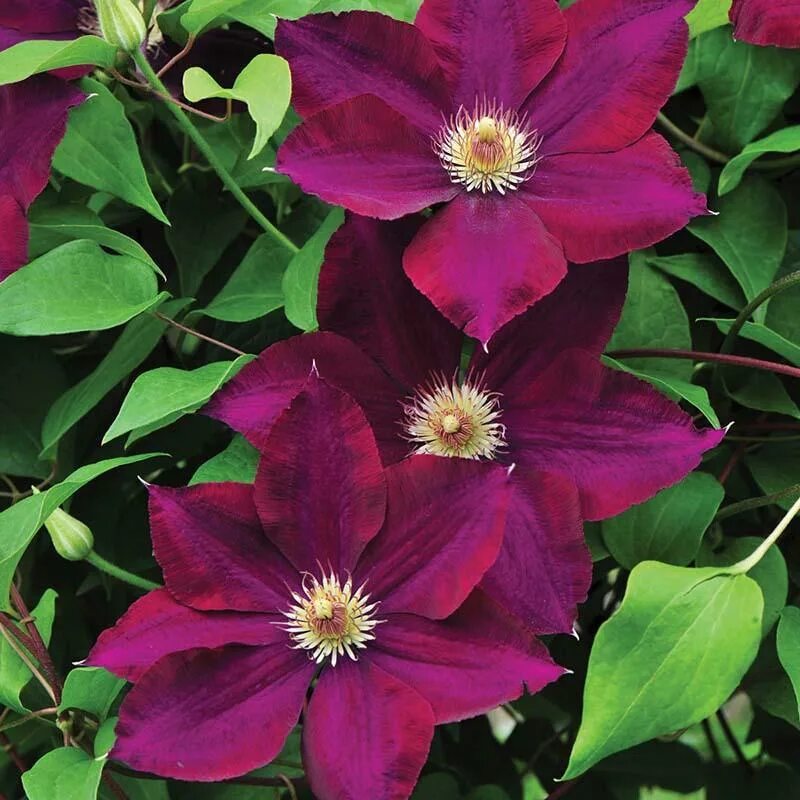 Клематис лех качиньский фото и описание Клематис крупноцветковый/Clematis variety - Клематис/Clematis - Садовый центр ЛЕ