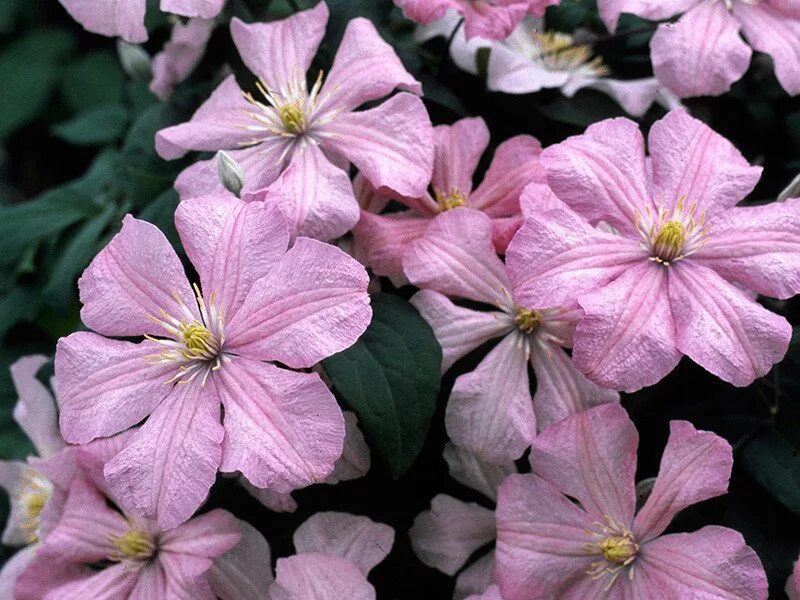 Клематис лех качиньский фото и описание Guernsey Clematis Nurseries Comtesse de Bouchard