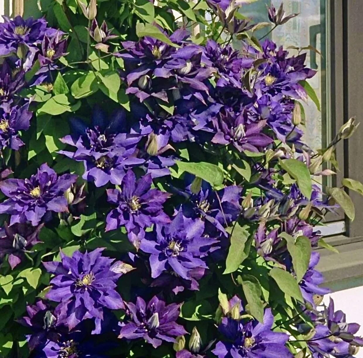 Клематис лех качиньский фото и описание Купить Клематис Даниель Деронда (Clematis Daniel Deronda ) 2 гр в Белгороде. Sor