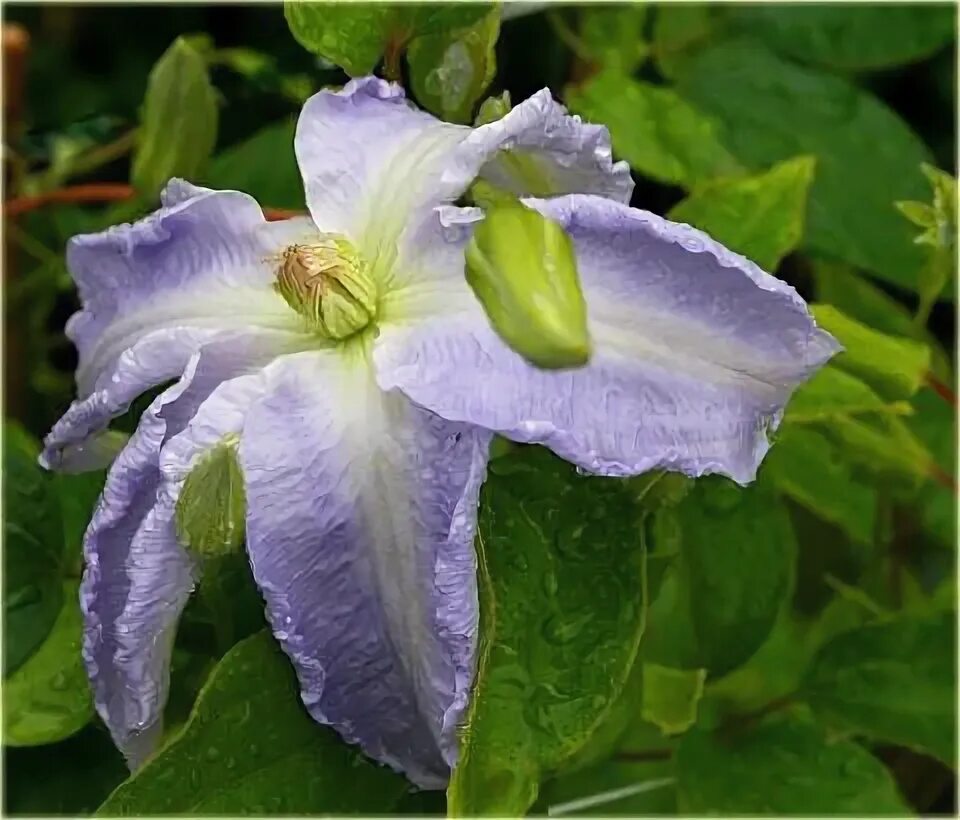 Клематис лех валенса фото Lech Walesa Clematis Clematis, Clematis vine, Planting flowers