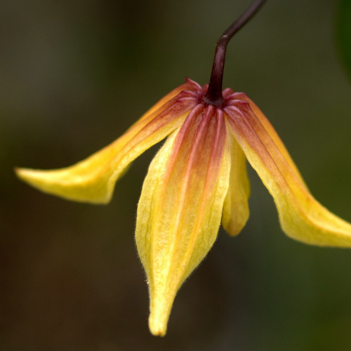 Клематис лемон фото Clematis Lemon Bells types and varieties. Clematis Lemon Bells - planting, pruni