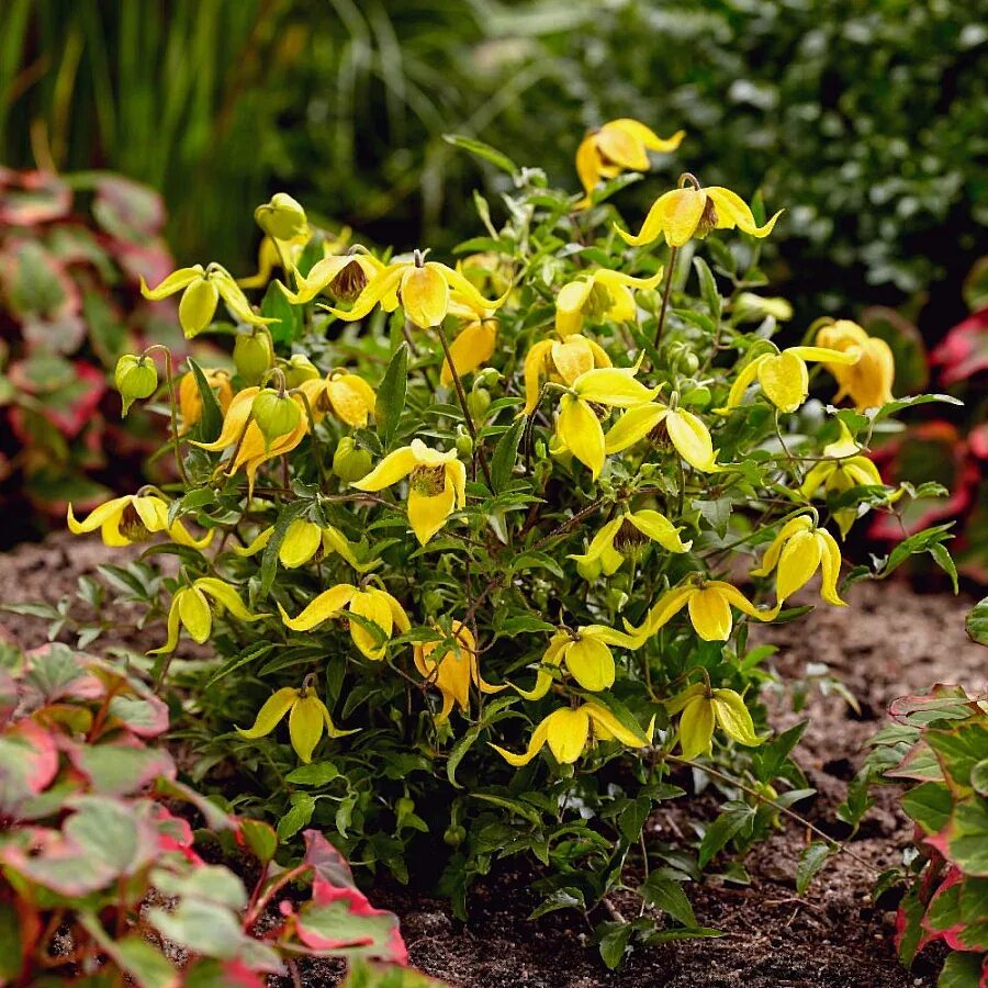 Клематис лемон фото Купить Клематис Little Lemons - Клематис - GardenPlants