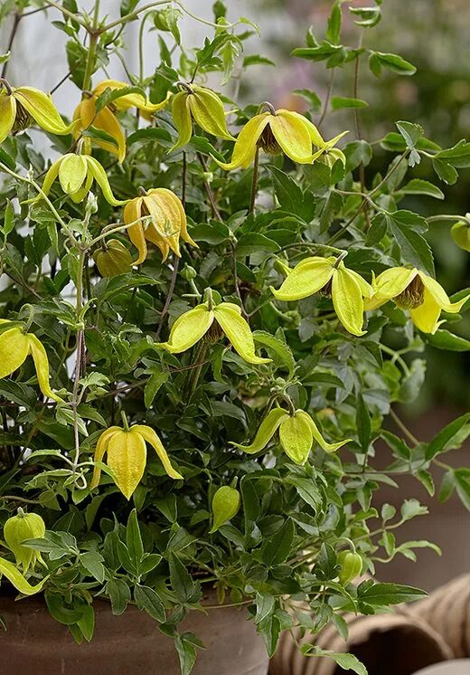 Клематис лемон фото Super-dwarf clematis for pots and patios: Graham Rice's new plants blog / RHS