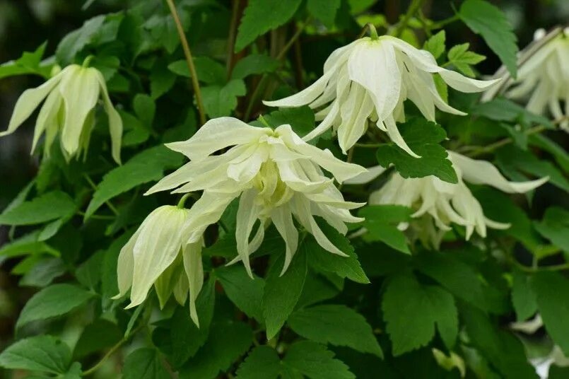 Клематис лемон фото Chelsea Flower Show 2013: the best of Chelsea Clematis plants, Clematis, Plants