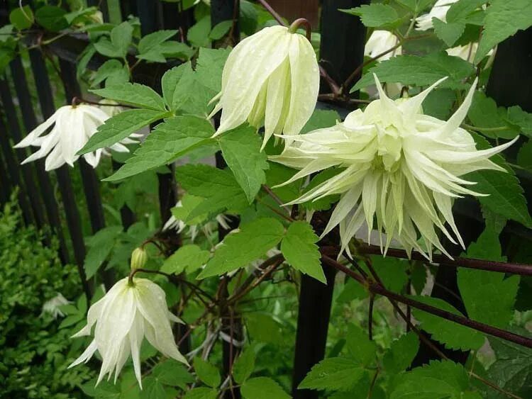 Клематис лемон фото Powojnik Clematis Lemon Dream