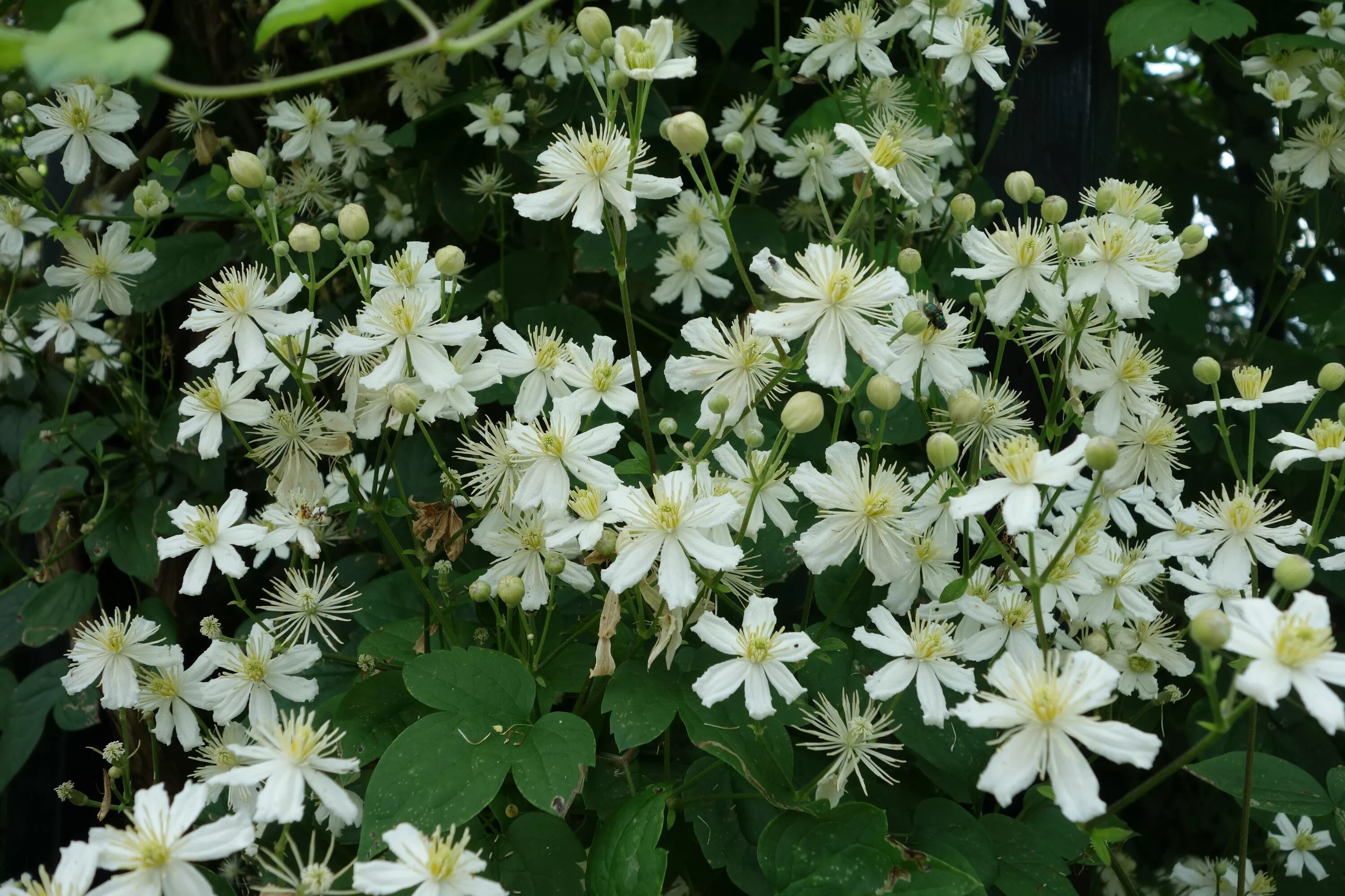 Клематис летний снег фото и описание Clematis vitalba 'Paul Farges' (Summer Snow). Deze klimplant bloeit met veel blo
