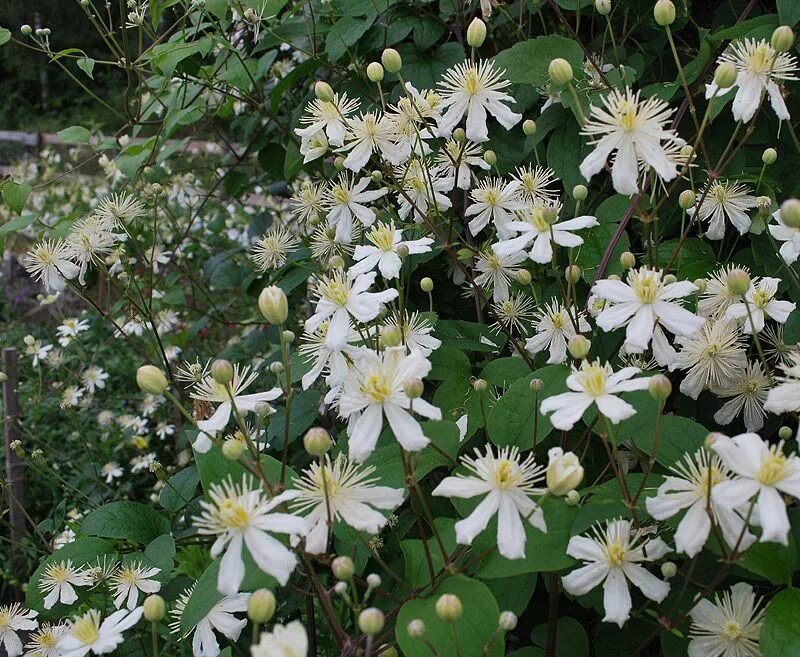 Клематис летний снег фото и описание Summer snow klematis Klematis, Perenner, Klätterväxt
