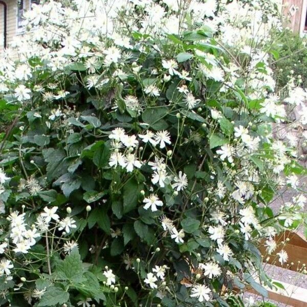Клематис летний снег фото и описание Pin på Trädgård pergola