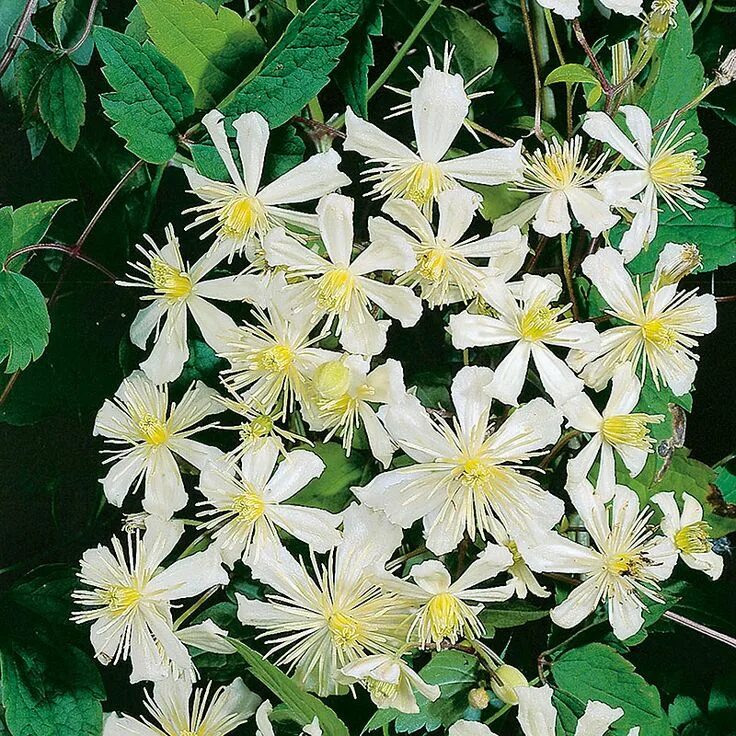 Клематис летний снег фото и описание Krukodlad Klematis 'Paul Farges' (fargesii Sum Snow) Snow in summer, Garden, Pla