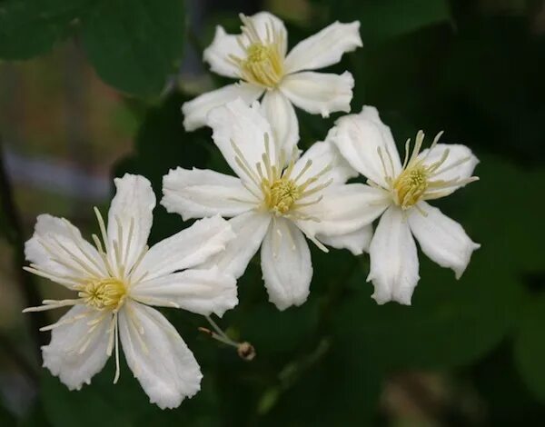 Клематис летний снег фото и описание White Clematis Clematis 'Paul Farges' SUMMER SNOW CANADA