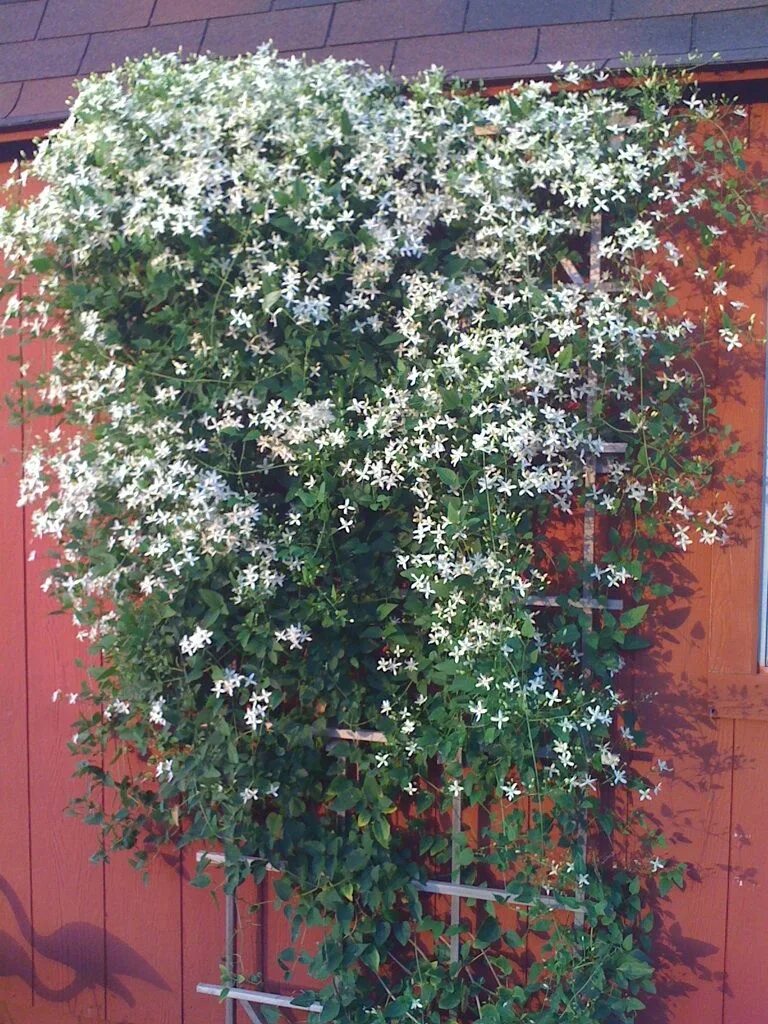 Клематис летний снег фото и описание My daughter-in-law's Sweet Autumn Clematis in Combine, TX Sloped garden, Garden 