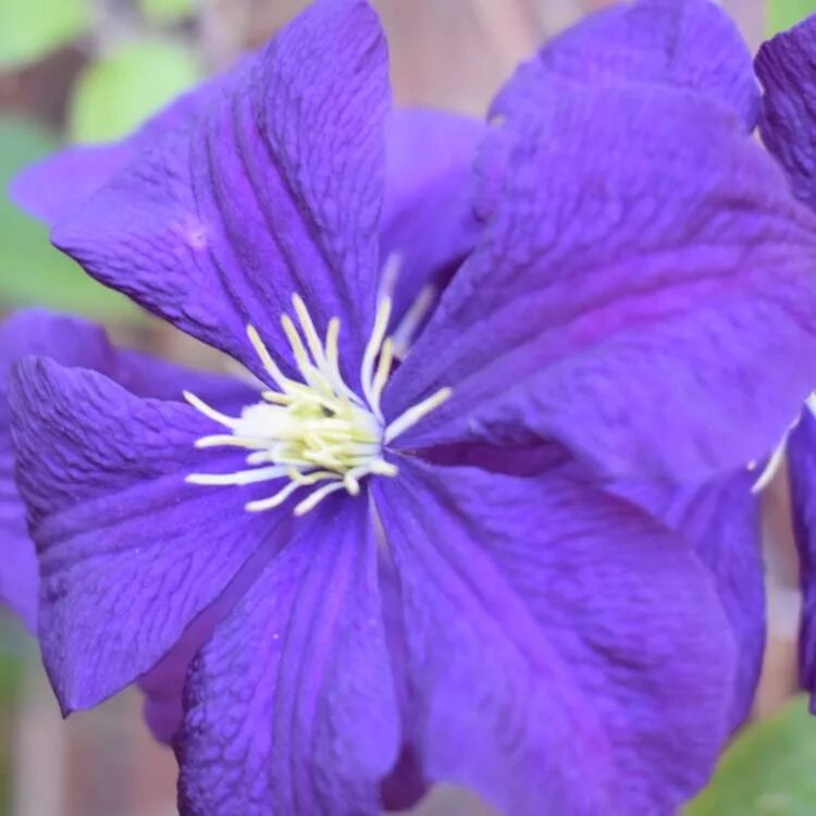 Клематис летуаль виолет фото и описание Clematis viticella 'Etoile Violette', Clematis 'Etoile Violette' - uploaded by @