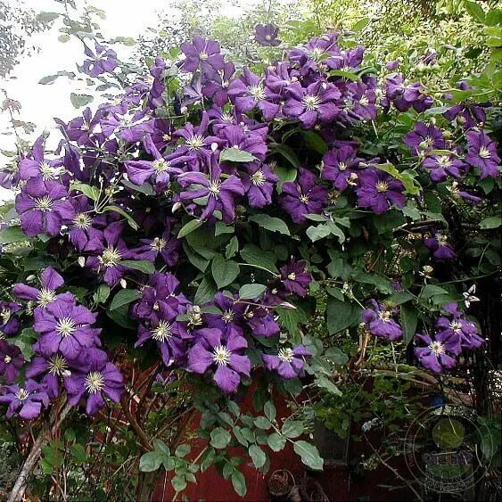 Клематис летуаль виолет фото и описание Клематис Этуаль Виолет (Clematis Etoile Violette) купить в Москве по низкой цене