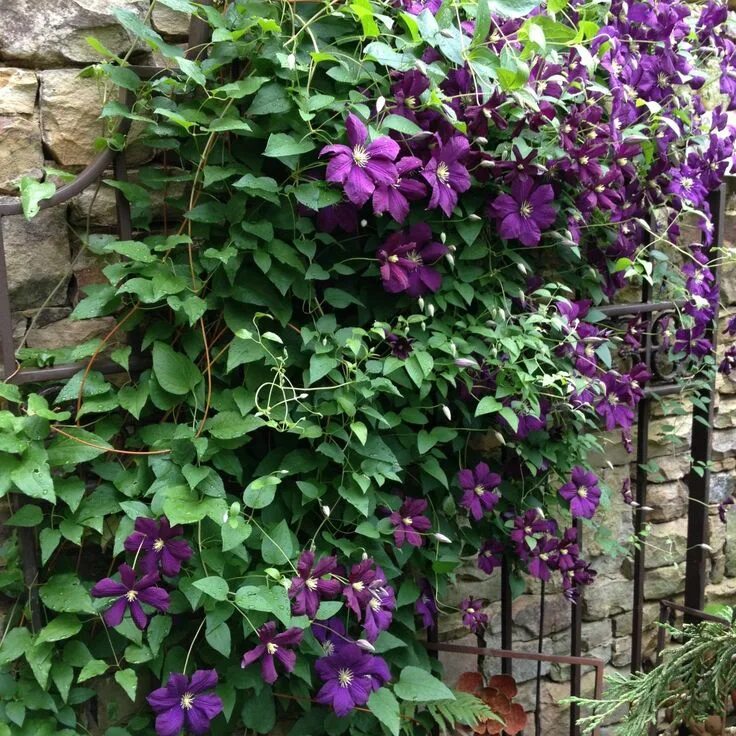 Клематис лиана фото Clematis 'Jackmenni' http://www.thegracefulgardener.com/?tag=john-paul-ii-clemat