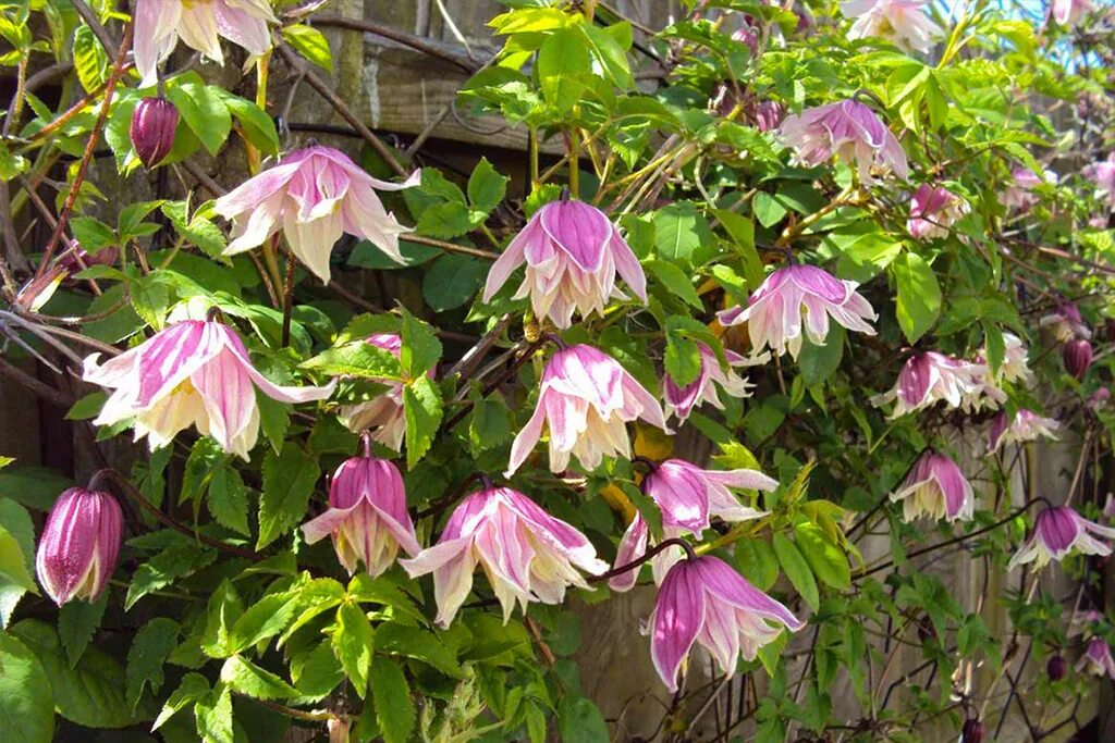 Клематис лиана фото и описание Клематис альпийский (княжик) Пропертиус (Clematis alpina Propertius) Р7 новинка 