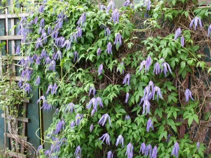 Клематис лиана фото и описание Clematis alpina (Alpine Clematis) - World of Flowering Plants Clematis, Plants, 