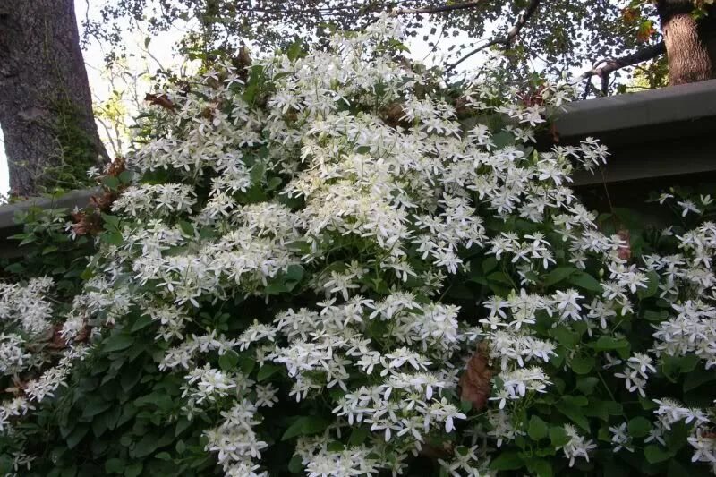 Клематис лиана фото и описание clematis flammula - Google Search