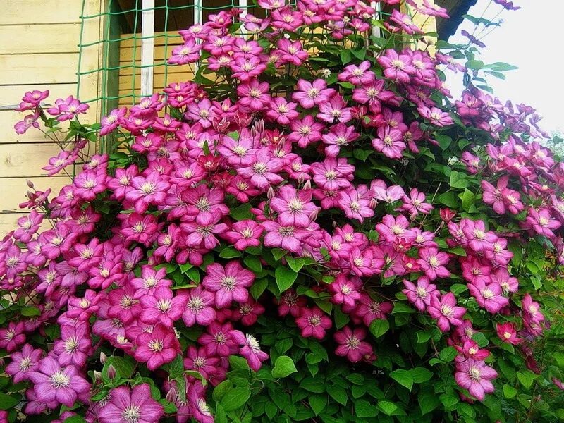 Клематис лион фото Клематис Виль де Лион (Clematis Ville de Lyon) Садовый центр "Berberis"