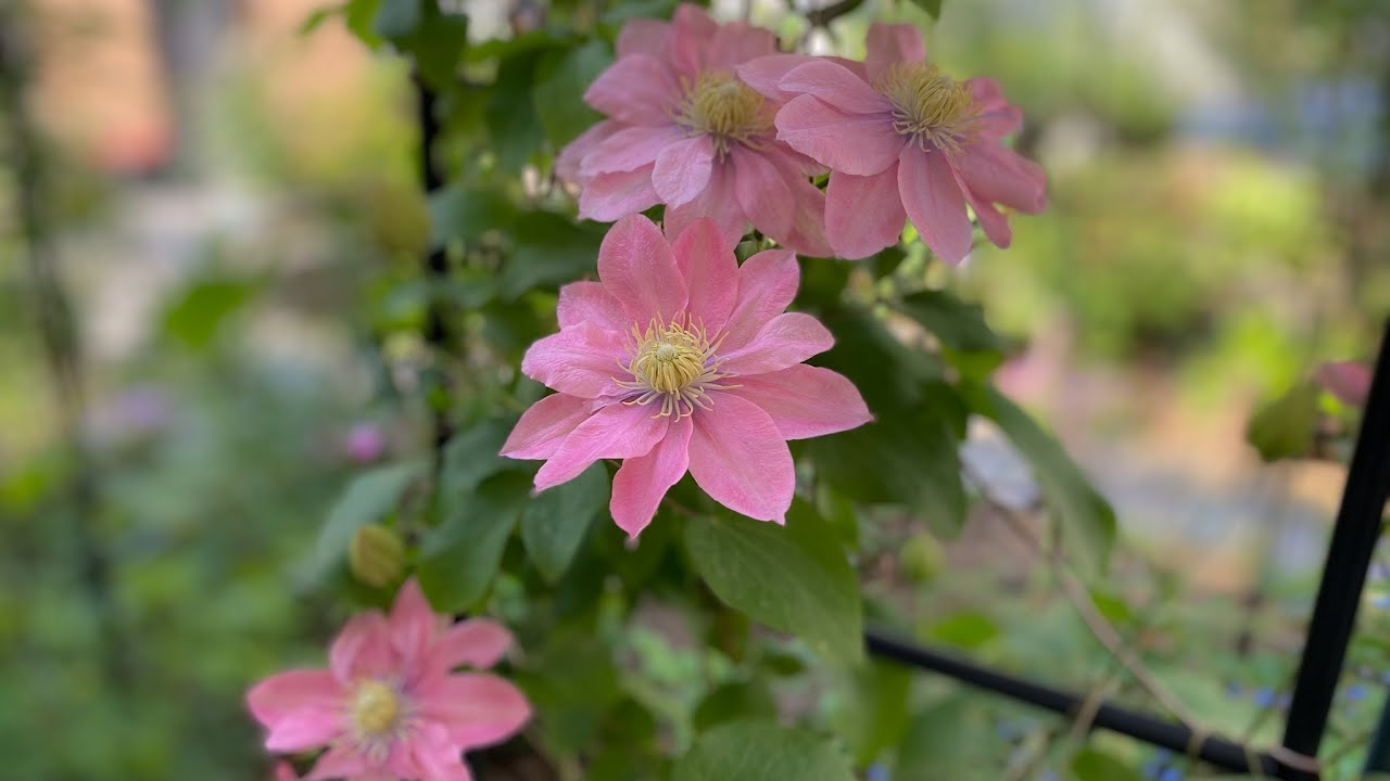 Клематис литл мермейд фото и описание сорта Clematis Little Mermaid at my side garden - YouTube