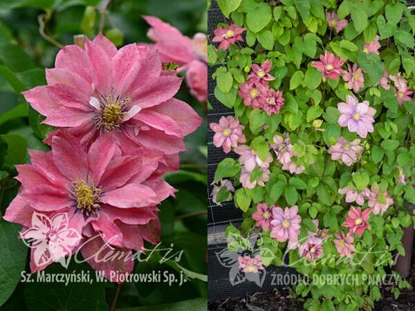 Клематис литл мермейд фото и описание сорта Клематис Clematis Little Mermaid Канна, мак, дицентра, клематис. Луковицы, расса