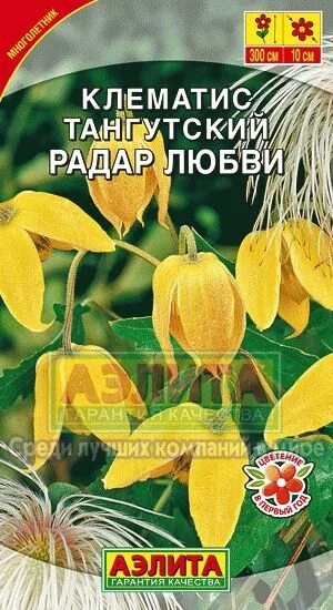 Клематис локатор любви фото Клематис тангутский Радар Любви из семян - фото и описание многолетних садовых ц