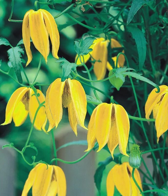 Клематис локатор любви фото Купить Клематис Тангутский - Клематис - GardenPlants