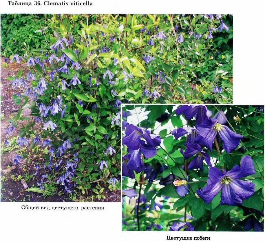 Клематис ломоносов фото и описание Clematis viticella L. - Ломонос (клематис) фиолетовый (О)