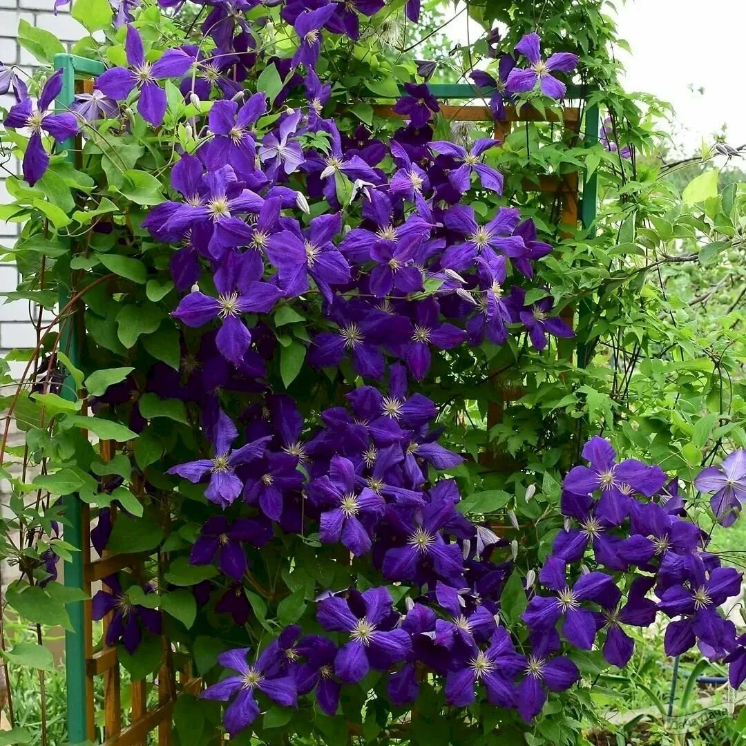 Клематис ломоносов фото и описание Купить Клематис Jackmanii - Клематис - GardenPlants